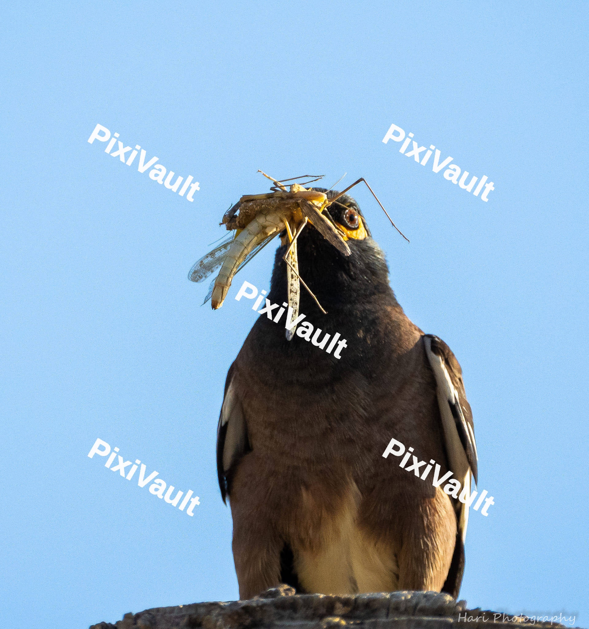 Myna bird caught a cricket